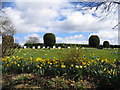 Daffodils and bee hives