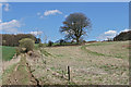 Tree on field boundary