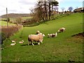 Spring Lambs