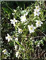 Wood anemones near Hucking