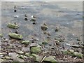 NU0052 : Redshank roost by Richard Webb