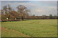 Winter Wheat near Mountsorrel