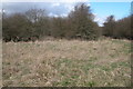 SP2321 : Rough grassland near Bledington by Philip Halling