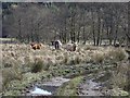 NN1904 : Cattle beside the River Goil by Richard Webb