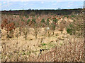 Plantation south of Hurworth Burn Reservoir