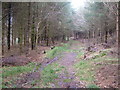 Woods near Ausewell Rocks