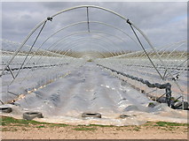 SO4856 : Polytunnel to the Horizon by Michael Patterson