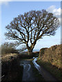 Tree alongside country lane at Crymlyn