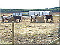 Heavy Horses, near Sunniside, Crook