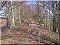 Trees Growing on Dismantled Railway