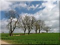 Fields Off Pickeringmoor Lane, Maunby Demense