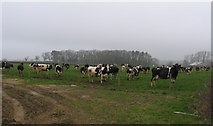SP6999 : Camera shy cows and field by Andrew Tatlow