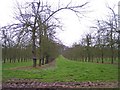 Orchard near Upper Holbach