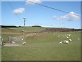 Grazing east of Llanrwst