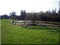 Watercress beds on Hunton Lane