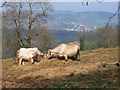 A cows eye view of Monmouth!