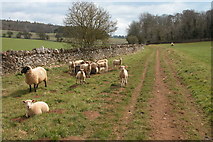 SP1032 : A Sheep and Lambs by Philip Halling