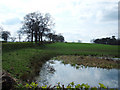 Pond near Mere Moss