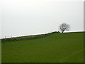 Dyke and Trig Point