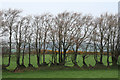 Wiveliscombe: old hedge