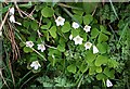 Wood-sorrel - Oxalis acetosella