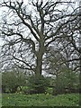 Oak tree on south side of Tyler