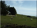 Hafod-y-bryn Farm