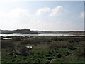 Saltmarsh at Trearddur