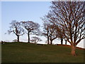 Pasture near Blencarn