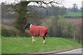 Quadruped lawnmower