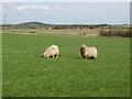 Spring grazing - at last.