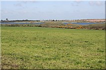 SW7036 : Pasture on the edge of Stithians Reservoir by Tony Atkin