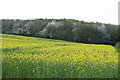 Milverton: towards Higher Park Kiln Covert