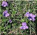 Violets - Viola riviniana