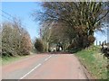 Beech trees