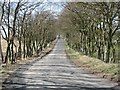 Grown up beech hedges