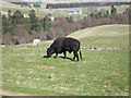 NN9138 : Bulls in a field by Lis Burke