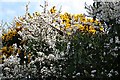 Spring Hedgerow with Blackthorn and Gorse