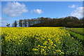 Hoe Wood and Oilseed Rape