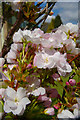 TM0614 : Cherry Blossom by Glyn Baker