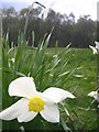 Daffodils on Mardley heath