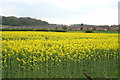 Oil Seed Rape at Cotgrave