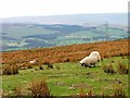 Rough Pasture, Cranberry Brow