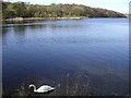 Lone Swan on Banton Loch