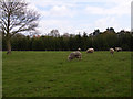 Farmland at Farnham Royal