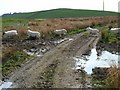 NX3466 : Sheep crossing on Eldrig Moss by Oliver Dixon