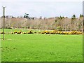 Field near Benfield