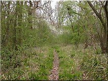 TL0666 : Footpath through the Wood. by Kokai