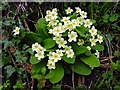 Primroses grown in the banks of the lane