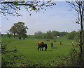 Grazing horses - Great Warley